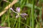 Slender rose gentian