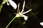 Lanceleaf rose gentian