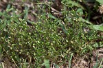 Trailing pearlwort