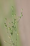 Trailing pearlwort