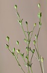 Trailing pearlwort