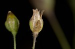 Trailing pearlwort