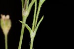 Trailing pearlwort