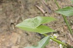 Common arrowhead