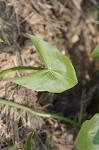 Common arrowhead