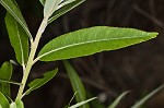 Coastal plain willow