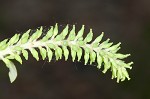 Coastal plain willow