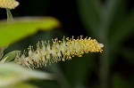 Coastal plain willow