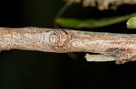 Coastal plain willow