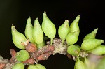 Coastal plain willow