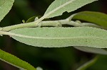 Coastal plain willow