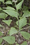 Nettleleaf sage