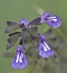 Nettleleaf sage