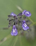 Nettleleaf sage