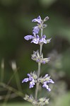 Nettleleaf sage