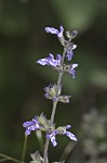 Nettleleaf sage