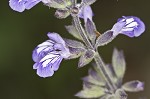 Nettleleaf sage