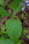 Nettleleaf sage