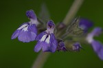 Nettleleaf sage