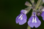 Nettleleaf sage