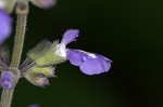 Nettleleaf sage