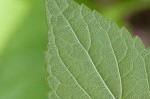 Nettleleaf sage