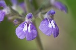 Nettleleaf sage