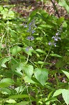 Nettleleaf sage