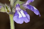 Nettleleaf sage