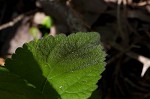 Nettleleaf sage