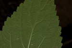 Nettleleaf sage