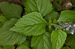 Nettleleaf sage