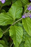 Nettleleaf sage