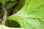 Nettleleaf sage