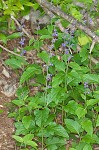 Nettleleaf sage