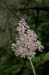 Red elderberry