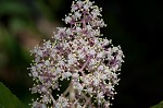 Red elderberry