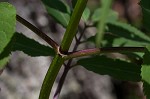 Red elderberry