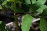 Red elderberry