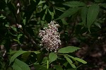 Red elderberry