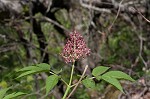 Red elderberry