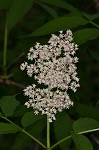 Red elderberry