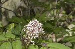 Red elderberry