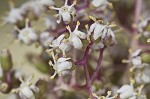 Red elderberry