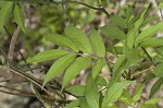 Red elderberry