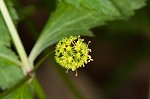 Small's blacksnakeroot