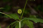 Small's blacksnakeroot