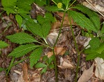 Small's blacksnakeroot