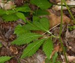 Small's blacksnakeroot