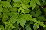 Small's blacksnakeroot